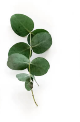 01-myom-biomater-componenti