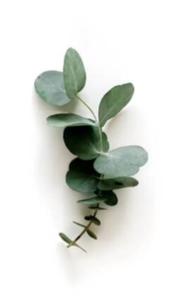 02-myom-biomater-componenti